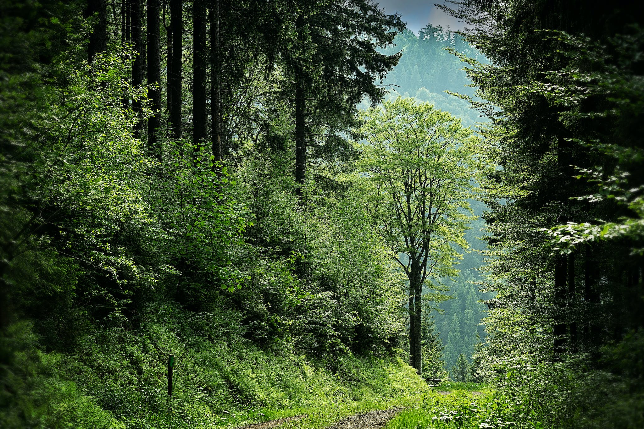 Pathway Between Green Leafed Trees